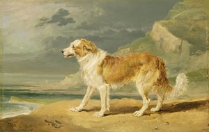 Rauhaariger Collie, 1809